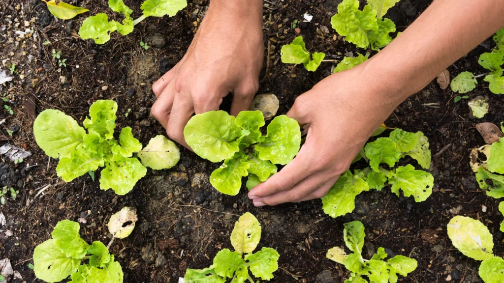 diy gardening