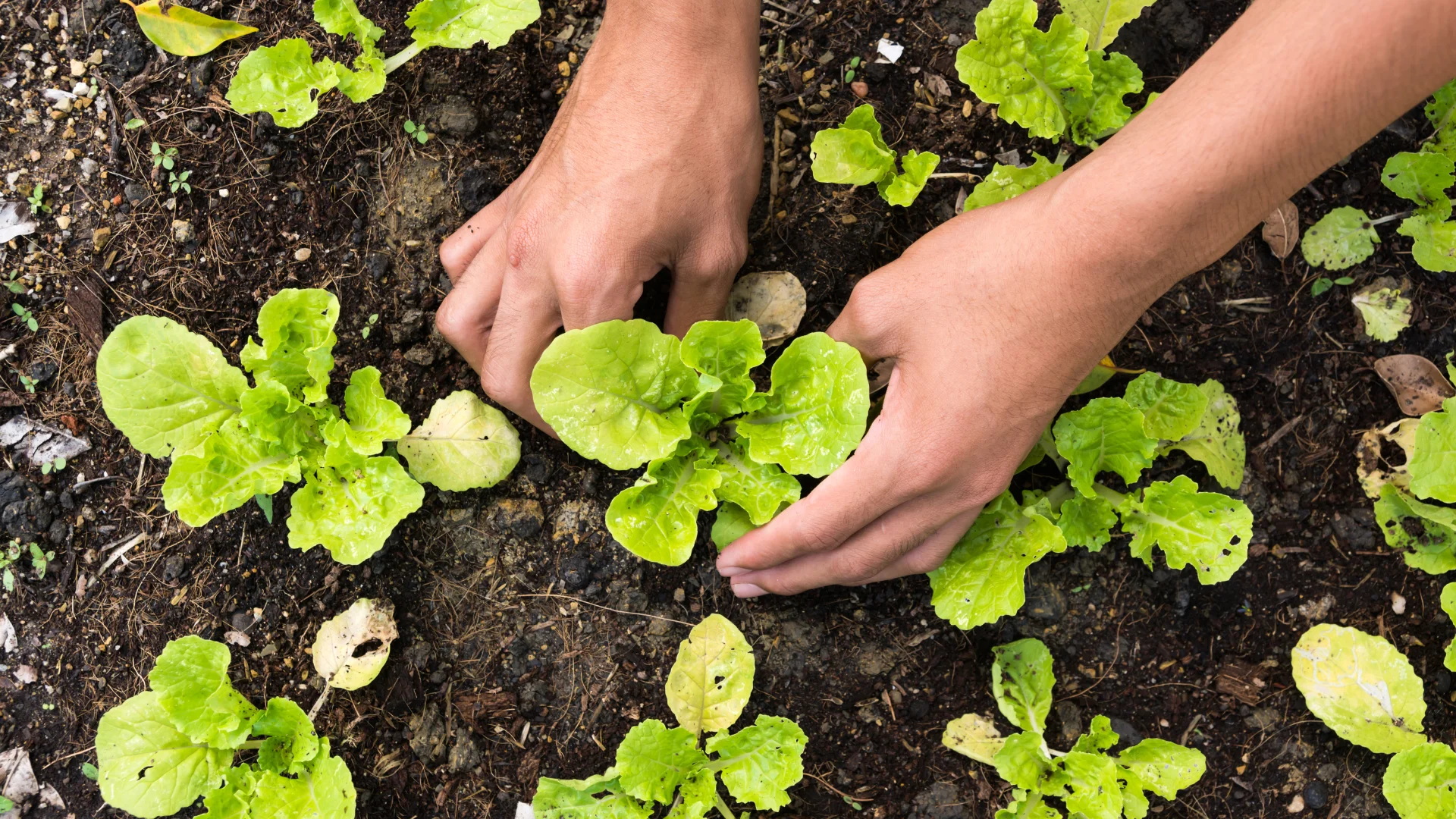 diy gardening